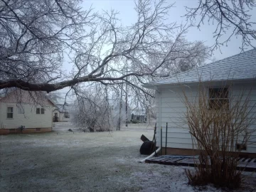 [Hearth.com] The old boxelder behind the house