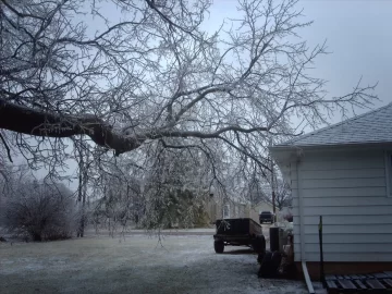 [Hearth.com] The old boxelder behind the house