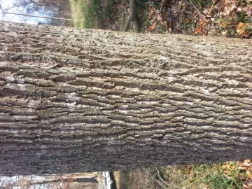 [Hearth.com] Help with this tree.