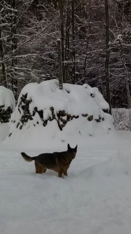 [Hearth.com] Guarding the wood piles!