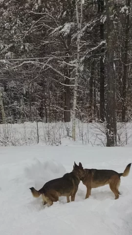 [Hearth.com] Guarding the wood piles!