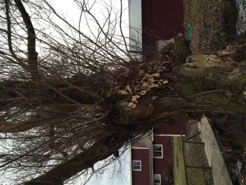 [Hearth.com] The old boxelder behind the house