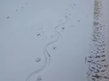 [Hearth.com] Pics of our frozen lake, an hour ago.