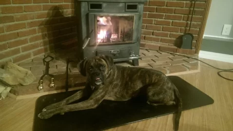 [Hearth.com] Dogs by the fire....