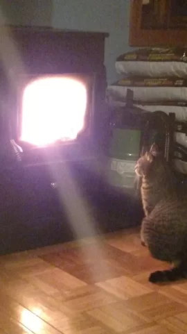 [Hearth.com] pellet stove pets