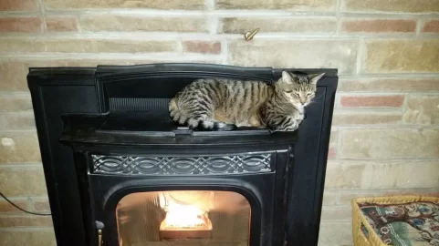 [Hearth.com] pellet stove pets