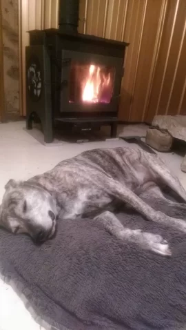 [Hearth.com] Dogs by the fire....