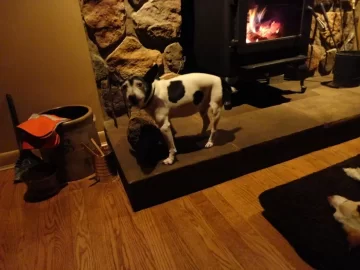 [Hearth.com] Dogs by the fire....