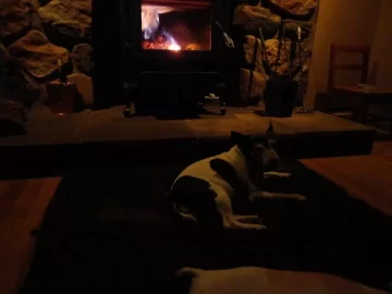 [Hearth.com] Dogs by the fire....