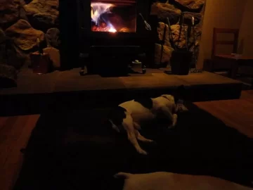 [Hearth.com] Dogs by the fire....