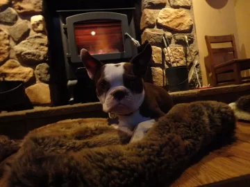 [Hearth.com] Dogs by the fire....