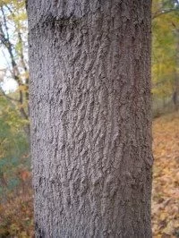 [Hearth.com] Sugar Maple or Silver Maple?