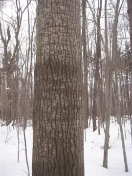 [Hearth.com] CAN YA GUESS THESE BIG BOYS ??? TREE ID