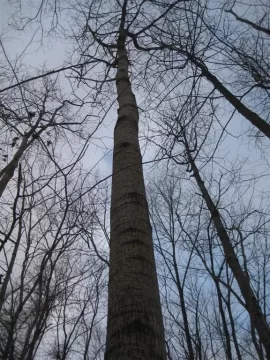 [Hearth.com] CAN YA GUESS THESE BIG BOYS ??? TREE ID