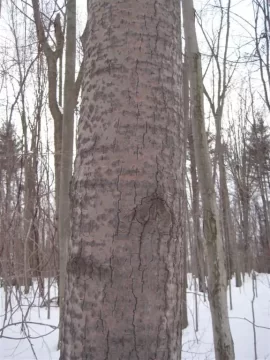 [Hearth.com] CAN YA GUESS THESE BIG BOYS ??? TREE ID