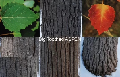 [Hearth.com] CAN YA GUESS THESE BIG BOYS ??? TREE ID