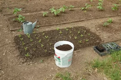 [Hearth.com] Planting a Vegetable Garden