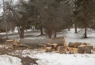 [Hearth.com] Cutting Frozen Wood