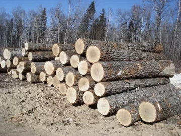 [Hearth.com] CAN YA GUESS THESE BIG BOYS ??? TREE ID