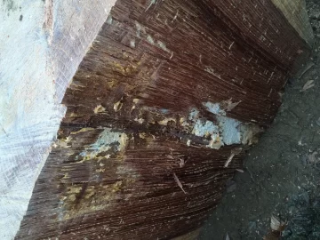 [Hearth.com] Red oak fungus?