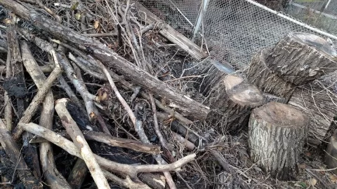 [Hearth.com] Wood ID please... Is this Black Gum?