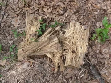 [Hearth.com] Wood ID please... Is this Black Gum?