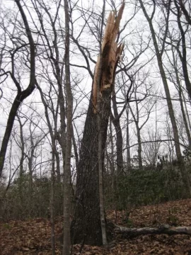 [Hearth.com] Saturday's storm brought down a huge widow maker!