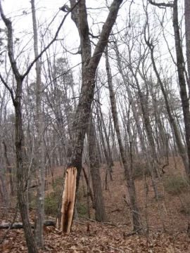 [Hearth.com] Saturday's storm brought down a huge widow maker!