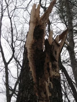 [Hearth.com] Saturday's storm brought down a huge widow maker!