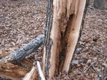 [Hearth.com] Saturday's storm brought down a huge widow maker!