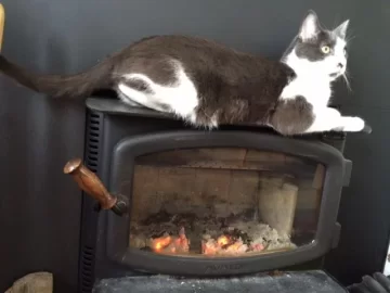 [Hearth.com] A different kind of cat stove?