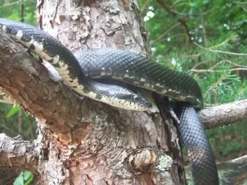 [Hearth.com] Attracting rat snakes?