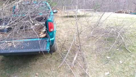 [Hearth.com] Severely overgrown apple trees,,turn them back to fruit producers?