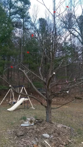 [Hearth.com] Severely overgrown apple trees,,turn them back to fruit producers?