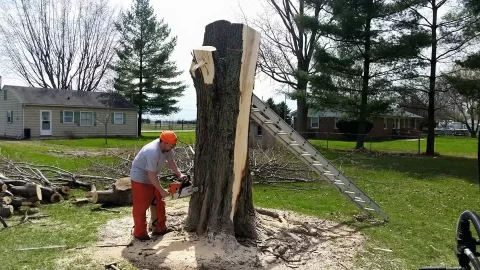 [Hearth.com] Felling a tree sideways.