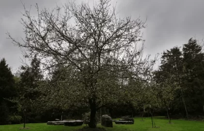 [Hearth.com] Severely overgrown apple trees,,turn them back to fruit producers?