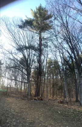 [Hearth.com] Had a couple big 'ol trees taken down today...