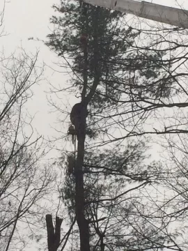 [Hearth.com] Had a couple big 'ol trees taken down today...