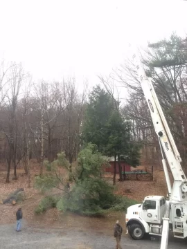 [Hearth.com] Had a couple big 'ol trees taken down today...