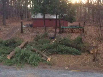 [Hearth.com] Had a couple big 'ol trees taken down today...