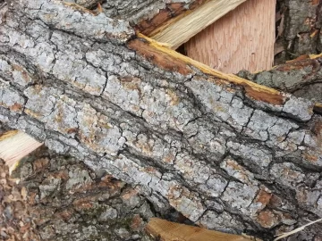 [Hearth.com] oak? maple? electric chainsaw?