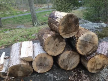 [Hearth.com] Is it safe to store this wood with the rest of firewood?