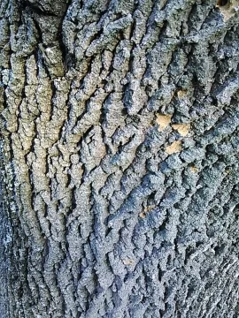 [Hearth.com] tree id...