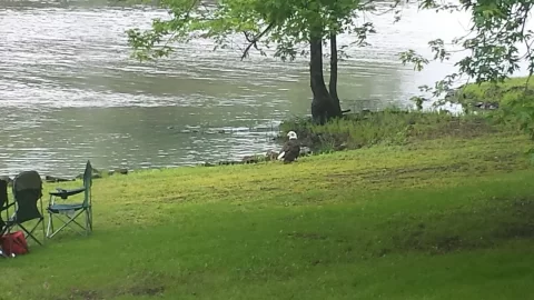 [Hearth.com] Memorial Day Morning - What a sight to see...