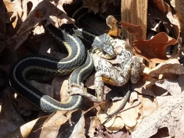 [Hearth.com] Snake ID?