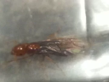 [Hearth.com] What kind of fly is this?