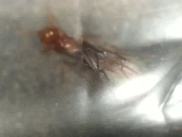 [Hearth.com] What kind of fly is this?