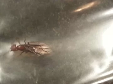 [Hearth.com] What kind of fly is this?