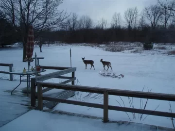 [Hearth.com] add your winter wildlife pics in here