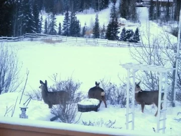 [Hearth.com] add your winter wildlife pics in here